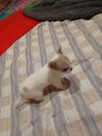 Tre cuccioli chihuahua - Foto 4
