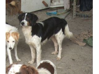CARLOTTA, bellissima mix setter gordon