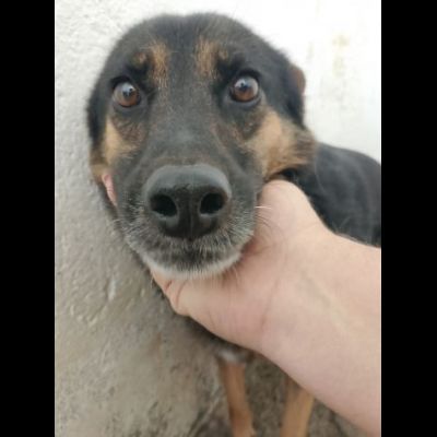 UN'OPPORTUNITA' PER QUESTE ANIME LOKY, DUCA, NELLO CANI IN ADOZIONE - Foto 9