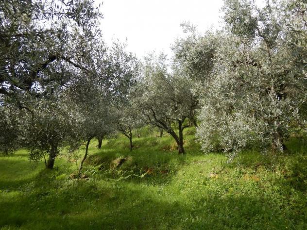 Terreno agricolo in vendita a Ruota - Capannori 1500 mq Rif: 1258452 - Foto 6