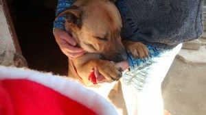 CHARLY, dolcissimo cane in cerca d'amore URGENTE - Foto 6