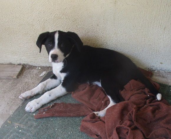 LIZ, stupenda cucciolotta - Foto 4