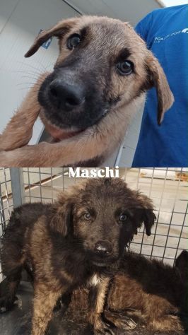 22 cuccioli da accasare!! SOS ABBANDONI SICILIA - Foto 6