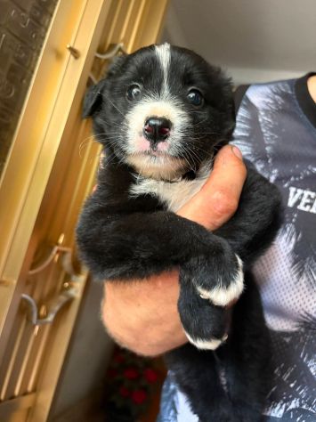Moka cucciola - Foto 2