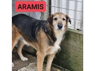La triste storia dei tre moschettieri cagnolini in adozione