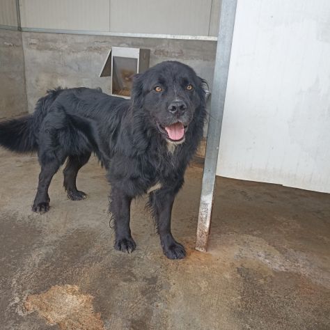 CANE IN ADOZIONE: NADAL, giovane simil terranova. - Foto 9