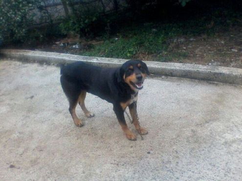 Cagnolini in pericolo! - Foto 2