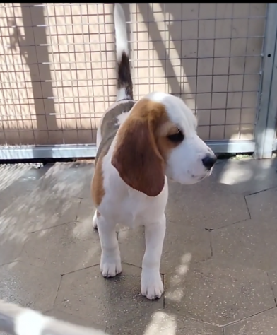 Regalo cuccioli di Beagle taglia piccola - Foto 2