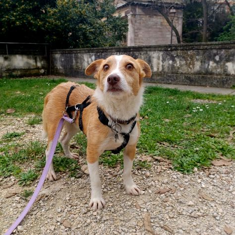 CLIP cagnolino taglia piccola in adozione - Foto 5