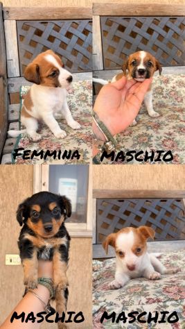Cuccioli