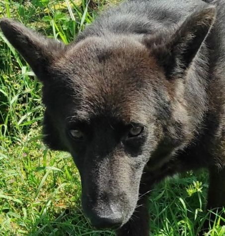 CAGNOLINO IN ADOZIONE - Foto 9