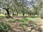 Agricolo in san silvestro