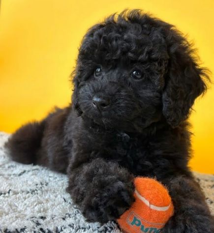 BARBONCINO NANO - BARBONCINI NANI NERI CUCCIOLI pag agevolato - Foto 2