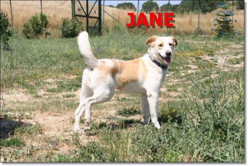 JANE, cucciolona speciale - Foto 3