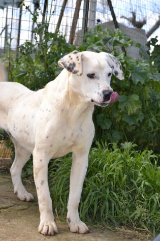 Fergus , cucciolo di 8 mesi in adozione - Foto 3