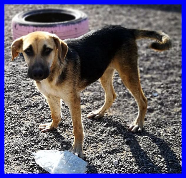 ARGO, DOLCE CUCCIOLO SIMIL PASTORE CERCA CASA - Foto 2