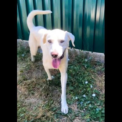CAGNOLINO CERCA CASA: HOTSPOT GIOIOSO E SOCIEVOLE - Foto 5