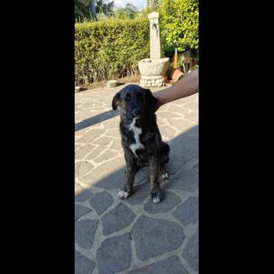 DANA E BERNA CUCCIOLE IN ADOZIONE - Foto 8