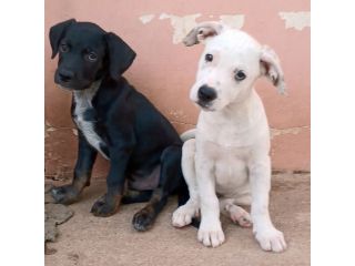 Milo e Ricky dolcissimi cuccioli in adozione