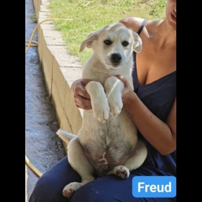 Marx , Freud, Hegel, Renée, cuccioli in adozione - Foto 3
