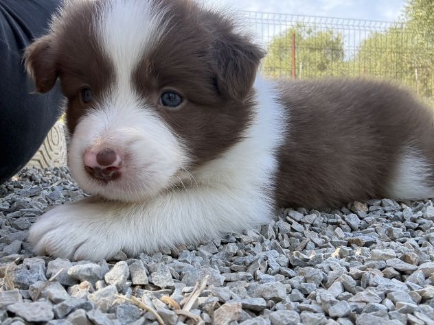 Selezionati Border Collie con pedigree - Foto 7