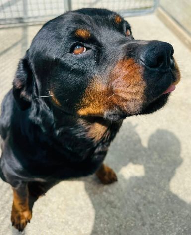 LUCKY ROTTWEILER 5 ANNI - Foto 3