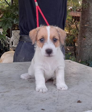 Jack Russell Terrier Broken Ruvido cuccioli - Foto 4