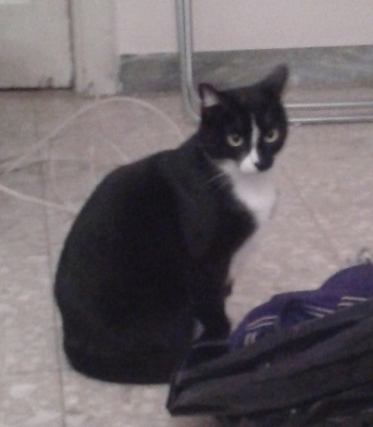 3 gattine in cerca di casa - Foto 3