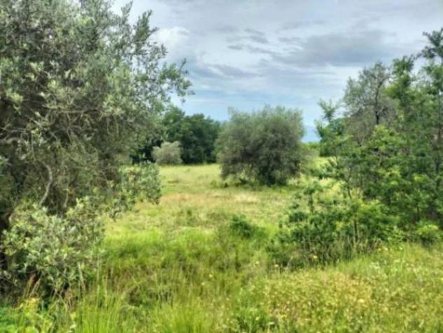 Immobile in asta di 23396 m² in vendita a Ficulle - Foto 5