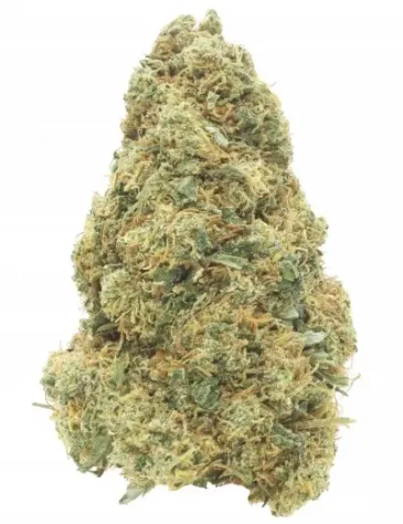 Gelato 41 Indoor
