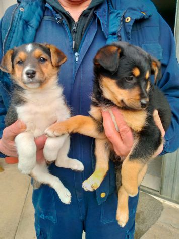 Cuccioli Jack Russell X Pinscher