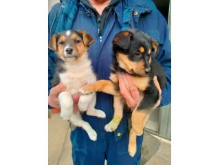 Cuccioli Jack Russell X Pinscher
