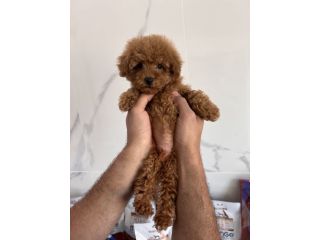 Barboncino Nano Red / Fulvo