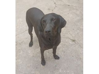 Giuditta