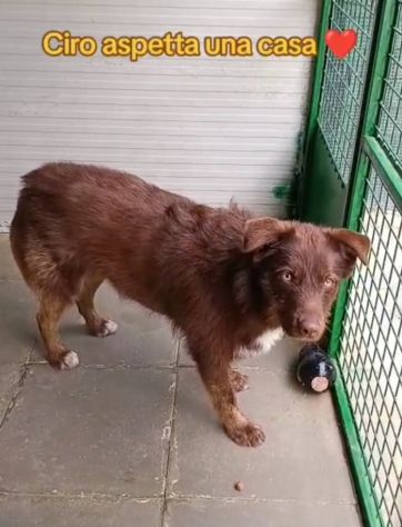 3anni mix spinoncino occhi ambra bellissimo finito in canile..buon carattere SUD - Foto 5