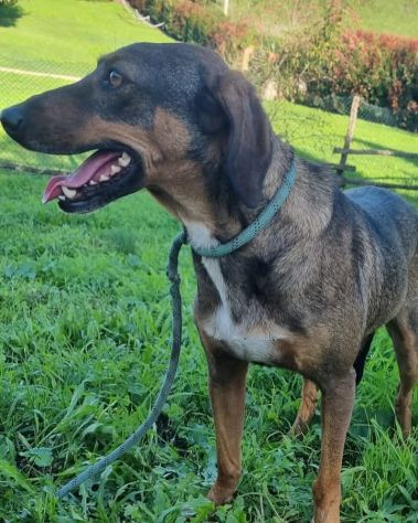 Magnifico MELAMPO mix segugio CANE IN ADOZIONE - Foto 3