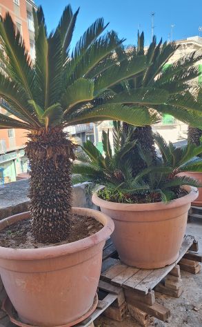 Cycas affare - Foto 10