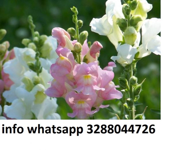 200 semi di fiore bocca di leone vari colori mix