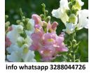 200 semi di fiore bocca di leone vari colori mix