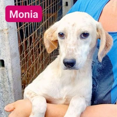 MONIA DOLCISSIMA SIMIL SETTERINA, CUCCIOLA IN ADOZIONE - Foto 2