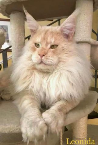 Maine coon - Foto 2