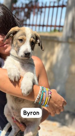 Byron meraviglia di 4mesi tg media/medio grande SICILIA