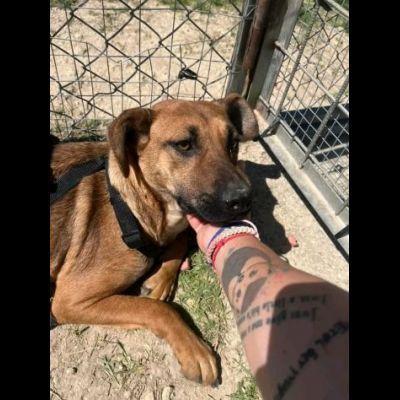 PAZZY E I SUOI CUCCIOLI IN ADOZIONE - Foto 7