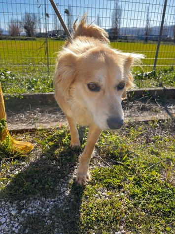 Salvo, cagnolino che implora carezze - Foto 2