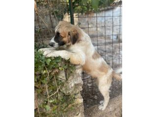 Lillino cucciolo