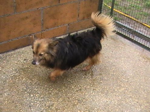 WILFRED, mix volpino di taglia piccola - Foto 4