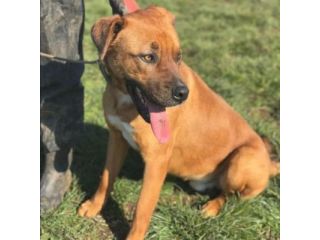 GHOST STUPENDO SIMIL BOXER CANE IN ADOZIONE