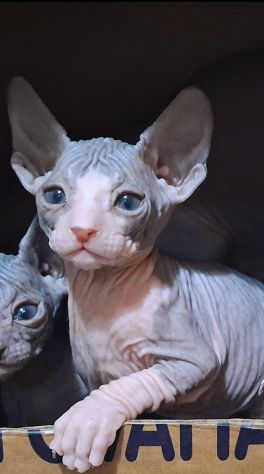 Sphynx, gatto nudo