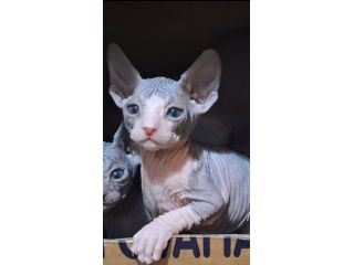 Sphynx, gatto nudo