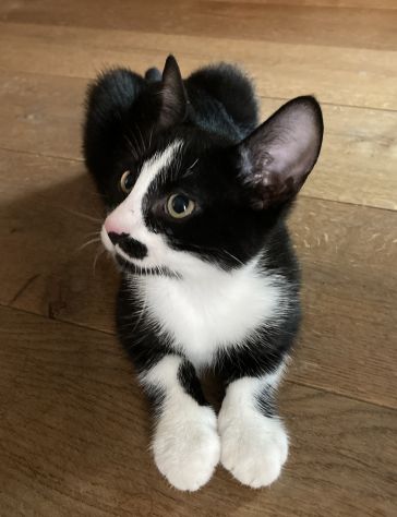 gattino tuxedo di 4 mesi - Foto 5